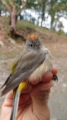 Leiothlypis crissalis