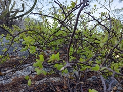Bursera rupicola