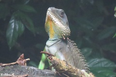 Physignathus cocincinus