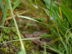 Campanula aristata