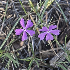 Phlox woodhousei