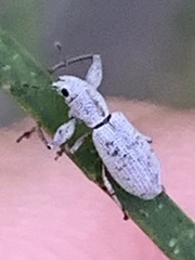 Pandeleteius nodifer