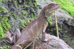 Physignathus cocincinus