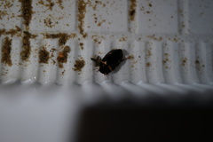 Platambus pictipennis