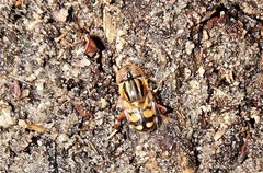 Eristalinus punctulatus