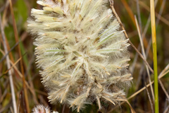 Ptilotus angustifolius