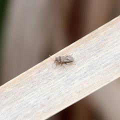 Unicageocoris griseus