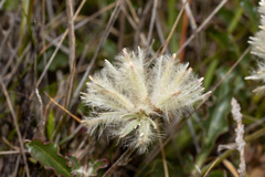 Ptilotus angustifolius