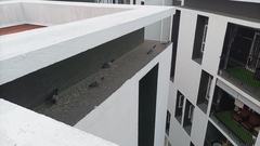 Columba livia domestica