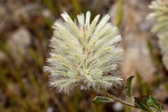 Ptilotus angustifolius