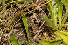 Ptilotus angustifolius