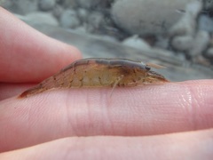 Neocaridina