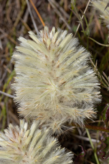 Ptilotus angustifolius