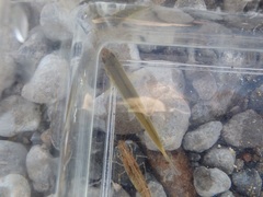 Rhynchocypris steindachneri