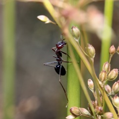 Iridomyrmex purpureus