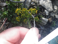 Tauschia kelloggii