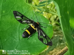 Amata sperbius