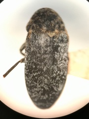 Dermestes undulatus