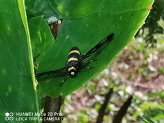 Amata sperbius