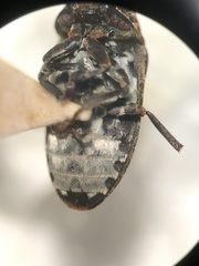 Dermestes undulatus