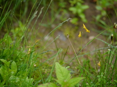 Corydalis filiformis