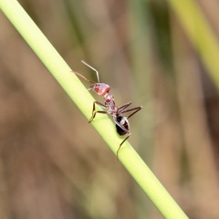 Iridomyrmex purpureus