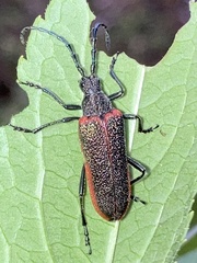 Desmocerus aureipennis