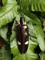 Megaloxantha bicolor