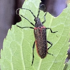 Desmocerus aureipennis