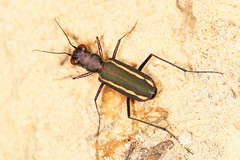 Cicindela interruptofasciata