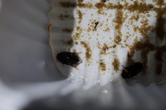 Platambus pictipennis