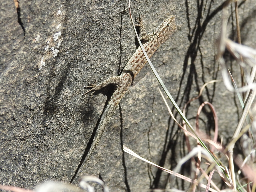 Saudi Rock Gecko