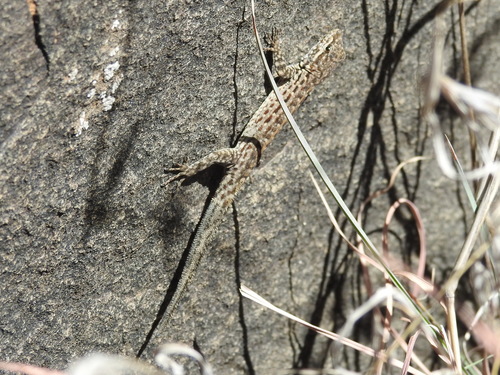 Saudi Rock Gecko