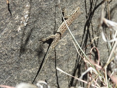 Pristurus popovi