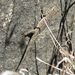 Saudi Rock Gecko - Photo (c) Jacky Judas, some rights reserved (CC BY), uploaded by Jacky Judas