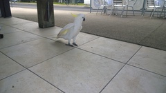 Cacatua galerita galerita