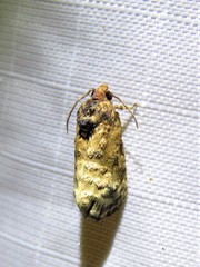 Ecdytolopha mana