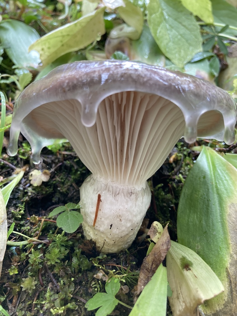 Gomphidiaceae