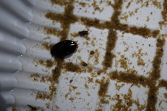 Platambus pictipennis