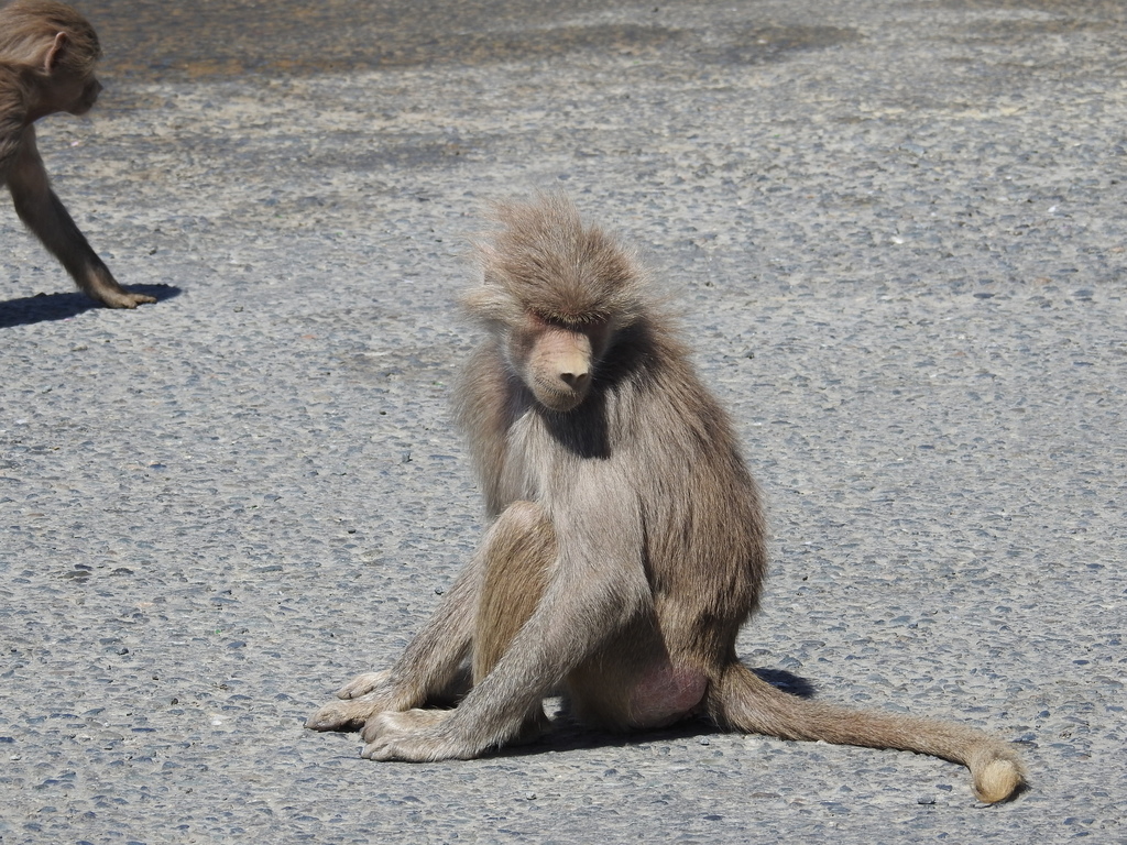 Hamadryas Baboon