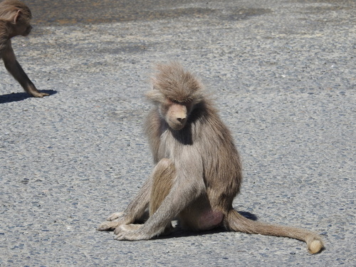 Hamadryas Baboon