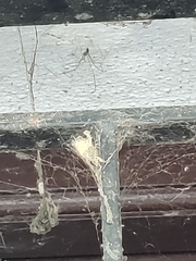 Pholcus phalangioides