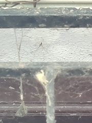 Pholcus phalangioides