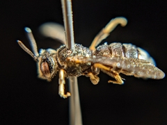 Protandrena fraterculus