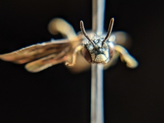 Protandrena fraterculus