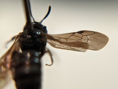 Protandrena fraterculus