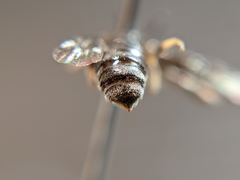 Protandrena fraterculus