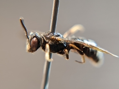 Protandrena fraterculus