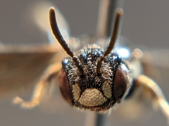 Protandrena fraterculus