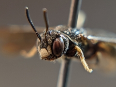 Protandrena fraterculus